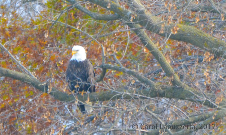 falleagleinthecoulee17