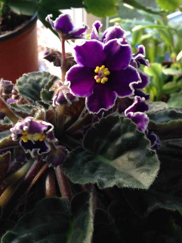 greatgrandmasviolet17