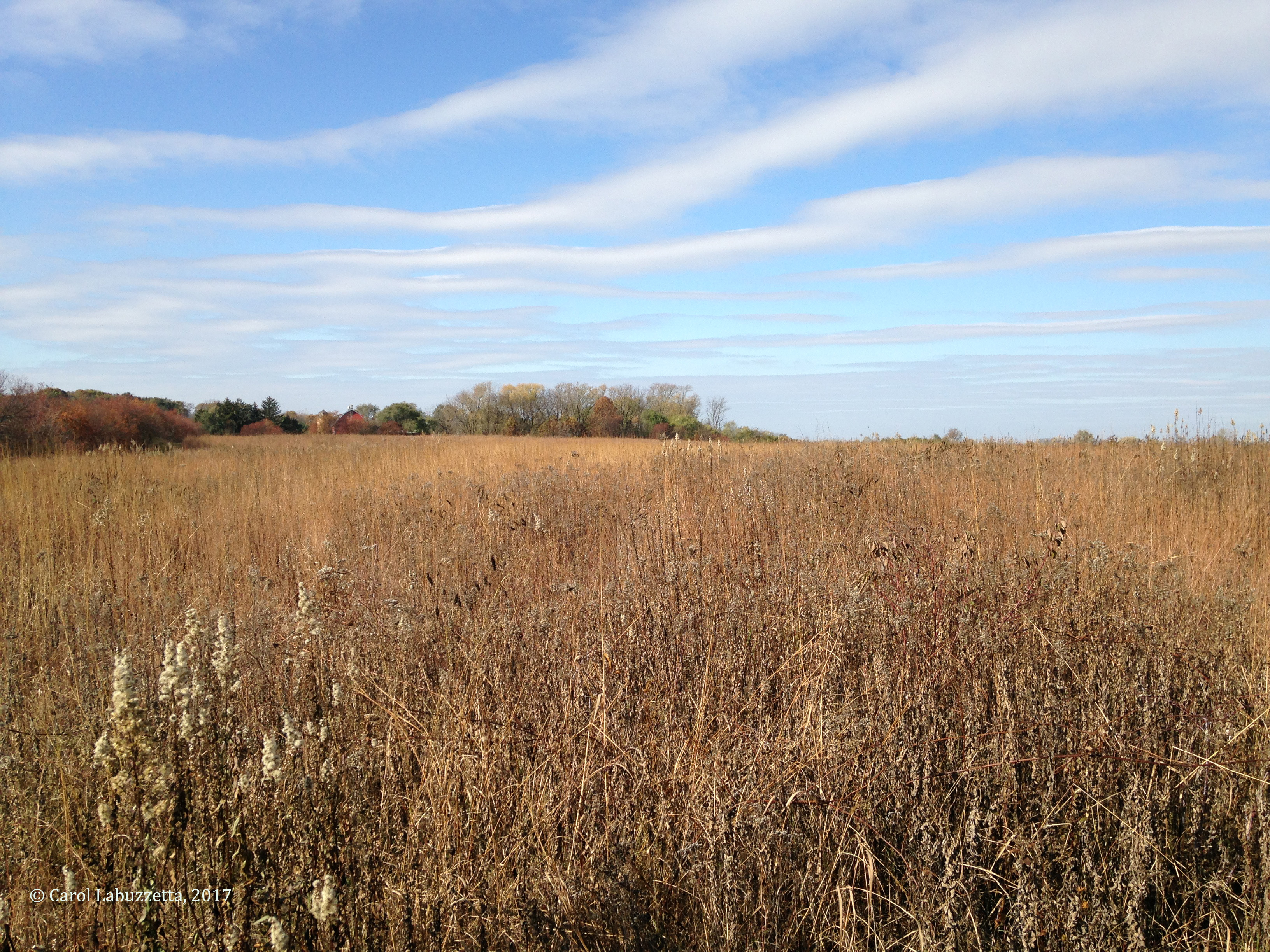 NewAmsterdamGrasslands2017