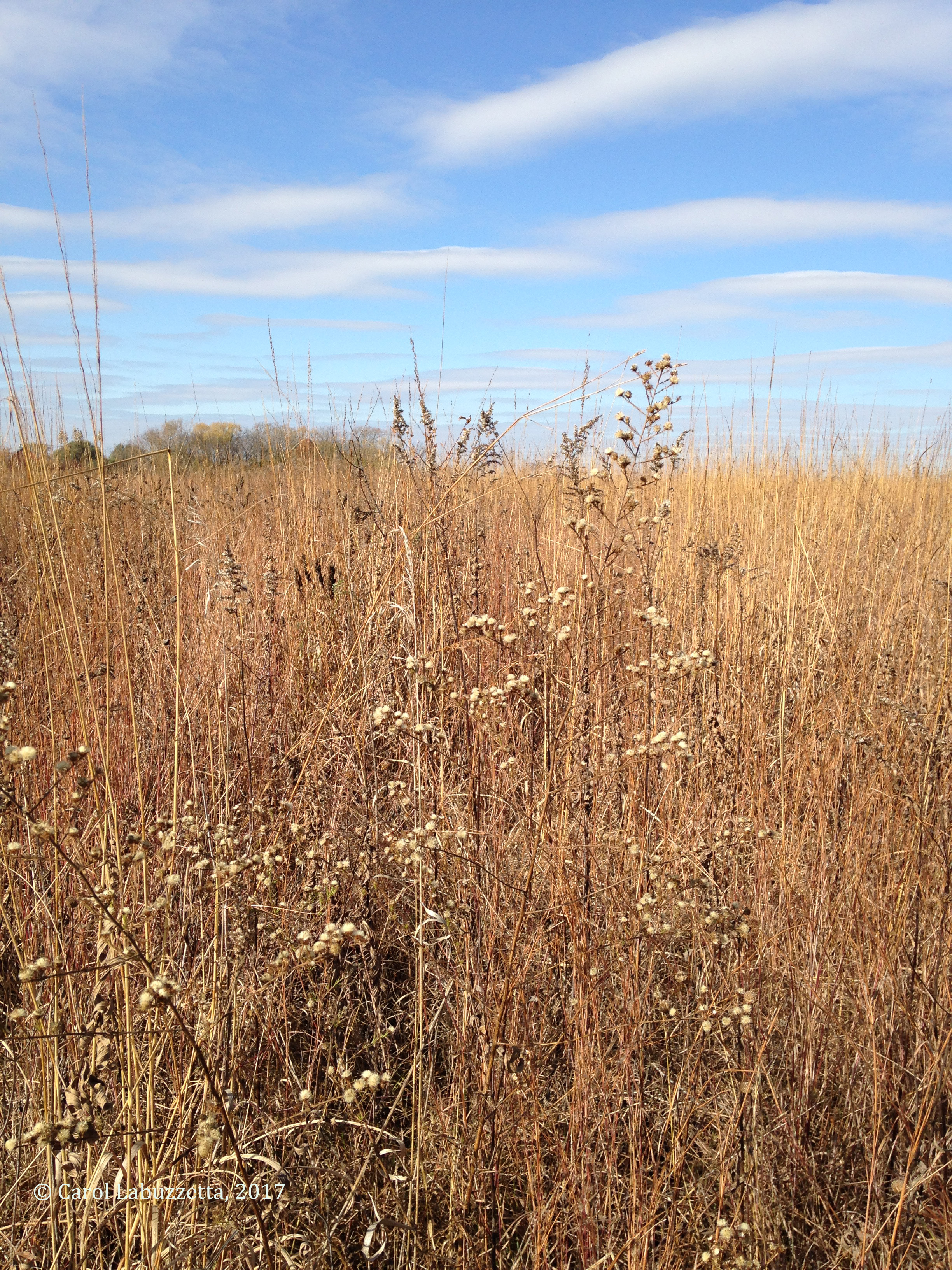 NewAmsterdamGrassLands2017c