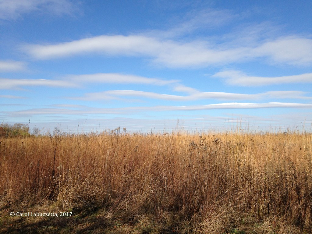 Native Seeds, Seeds, and More&nbsp;Seeds