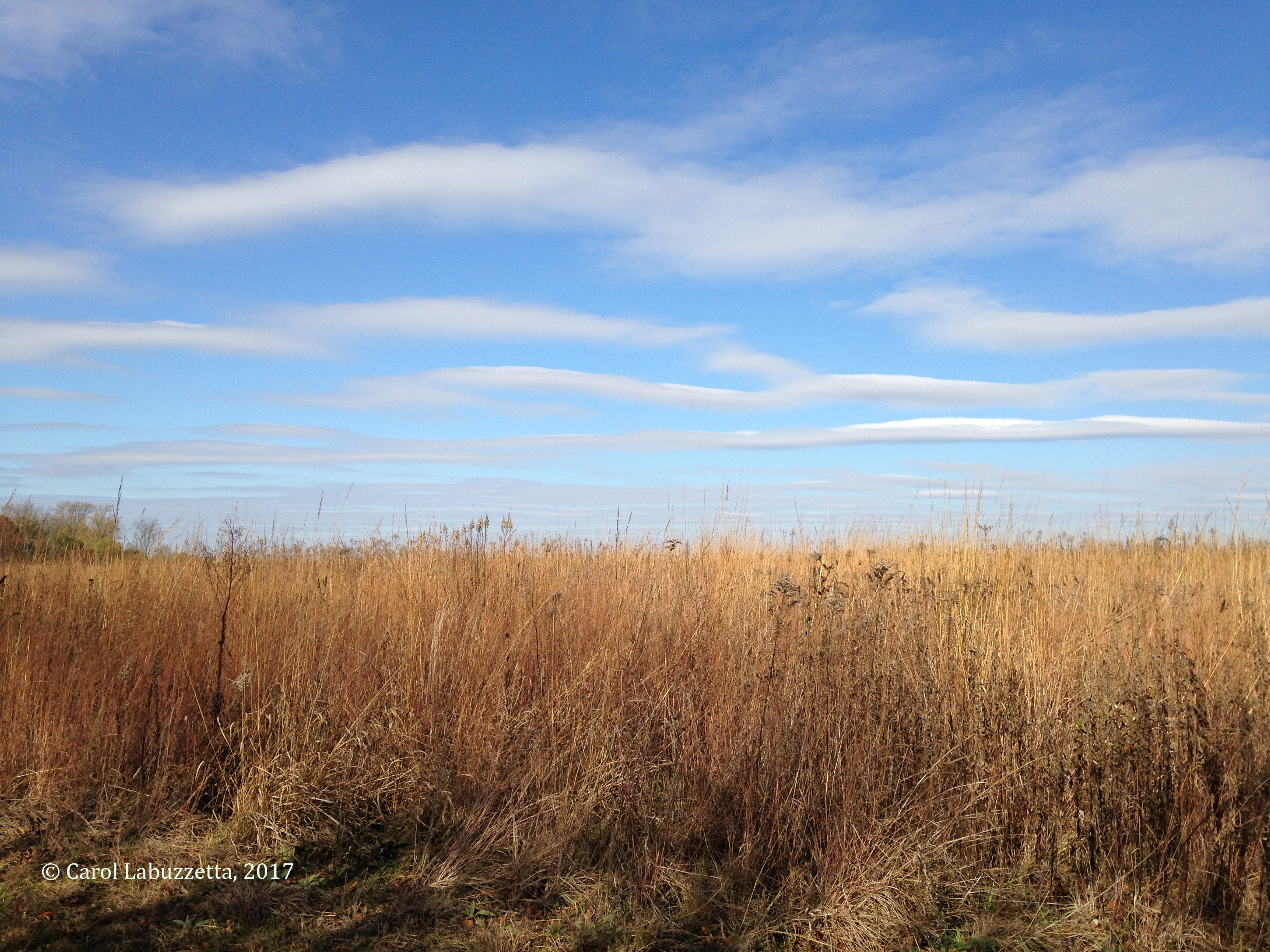 NewAmsterdamGrasslandsd2-17