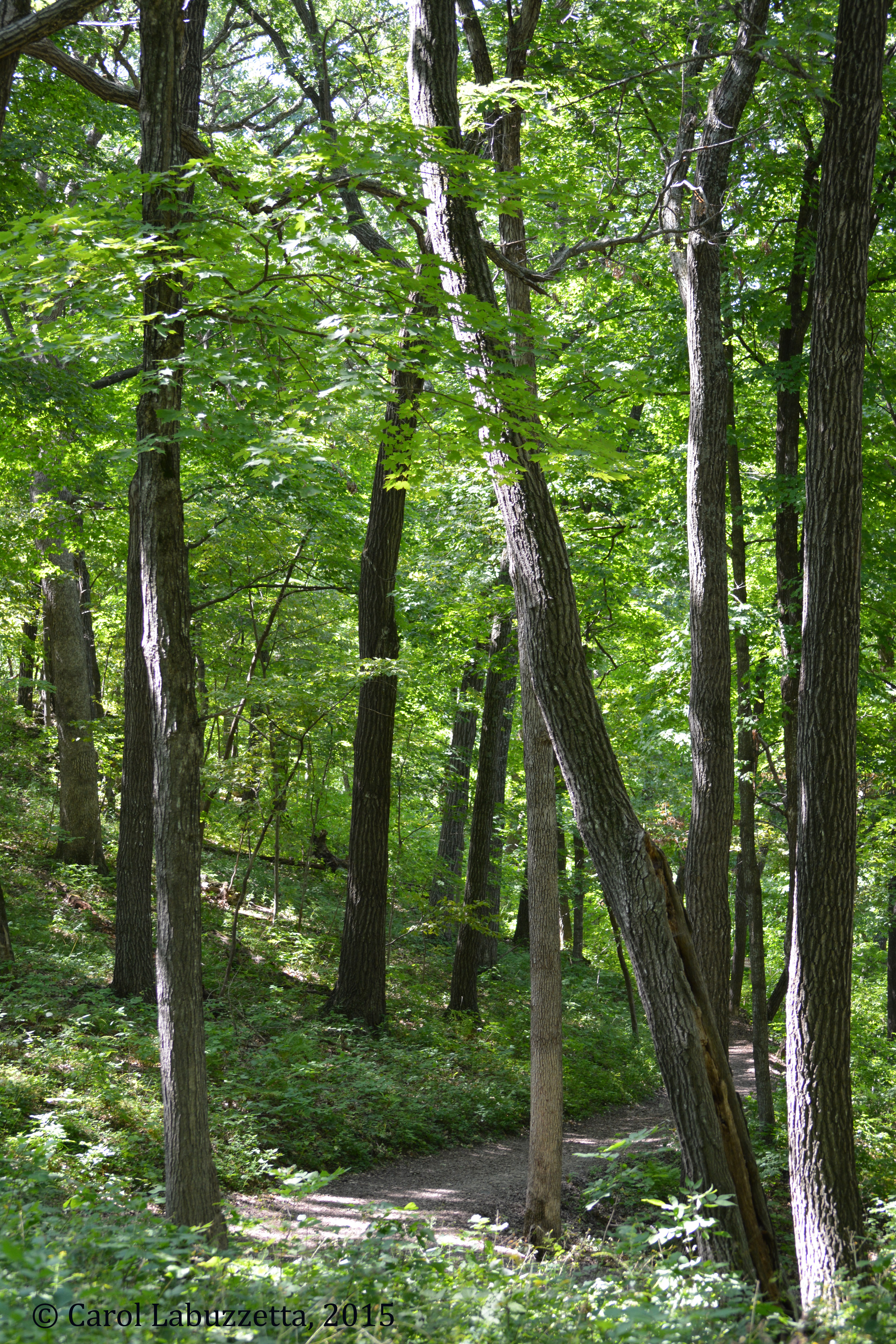 WM2015EfffigyMoundsTrail1699