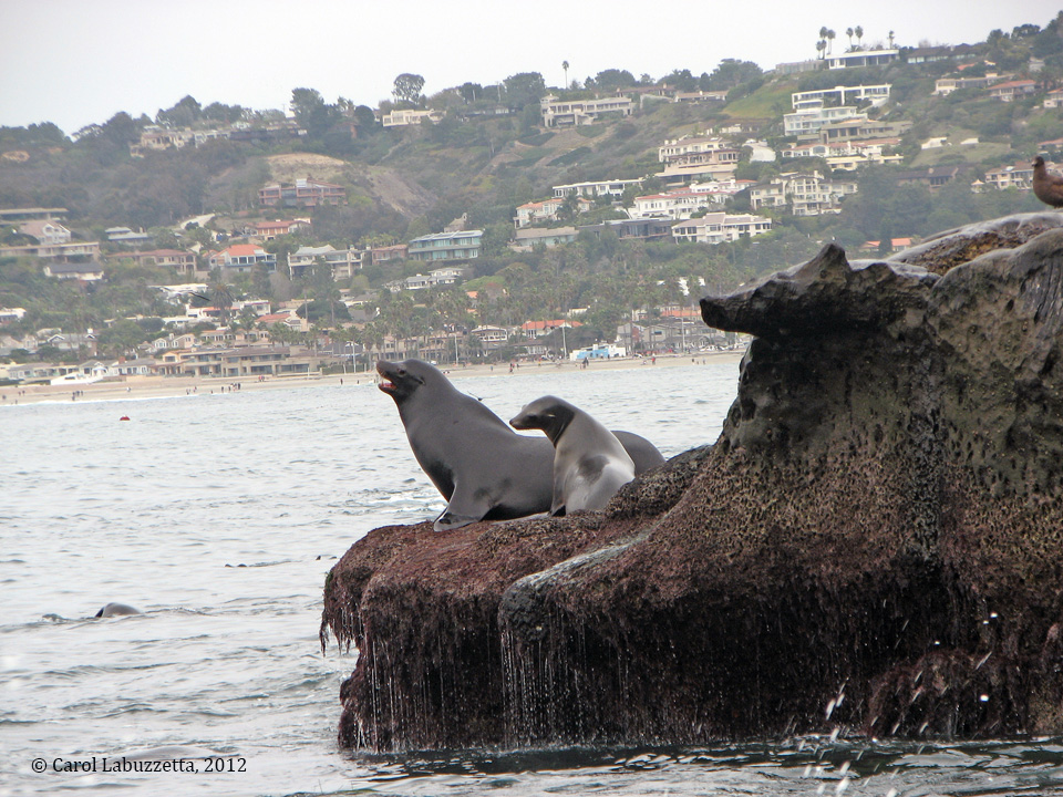 Silent Sunday: California&nbsp;Dreamin’