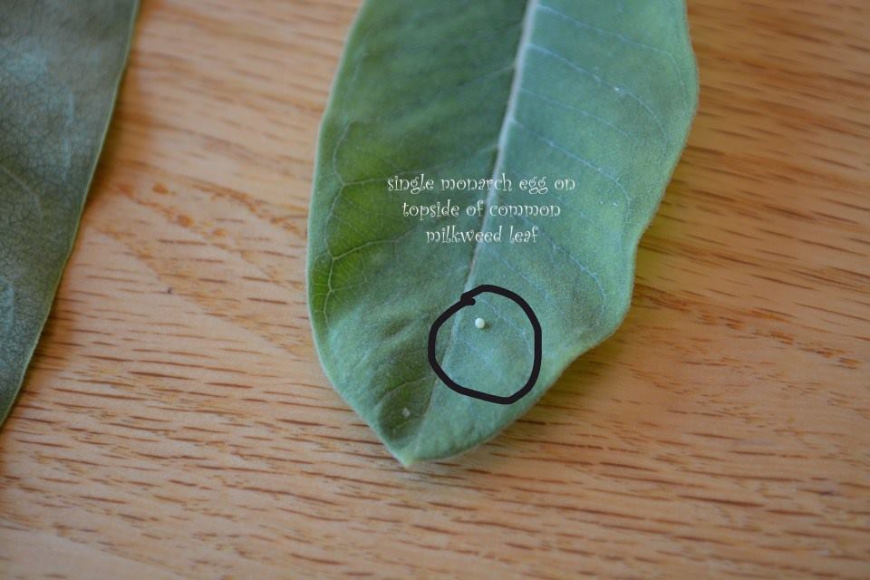 20525758_1393441894027107_5083897128661171415_n