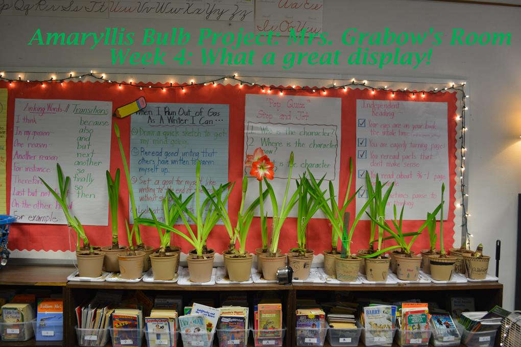 amaryllisbulbprojectweek4