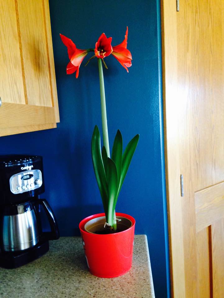 amarylllis bulbs417d