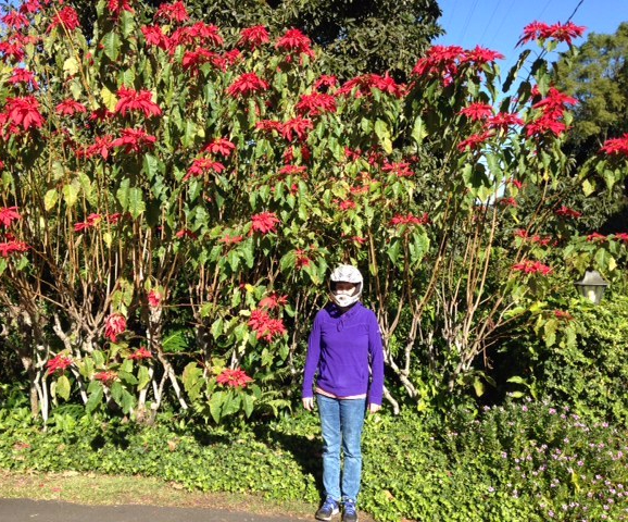 Poinsettias: An Enrichment&nbsp;Post