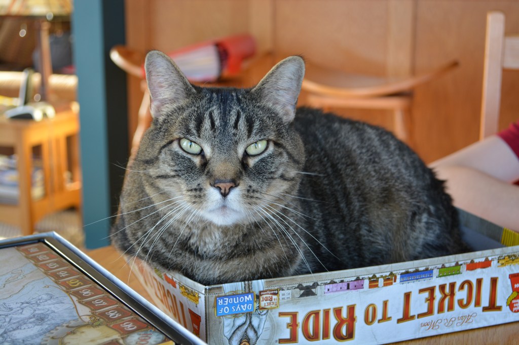 Christmas Without Our&nbsp;Cats