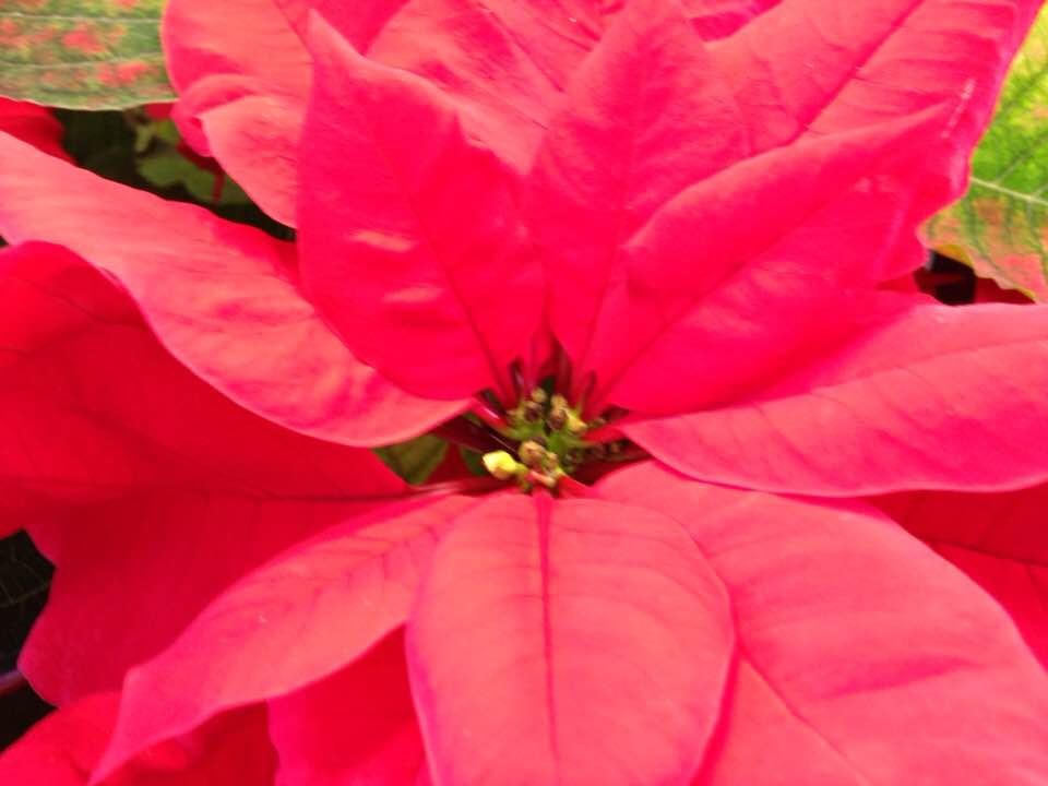 poinsetta flower 17