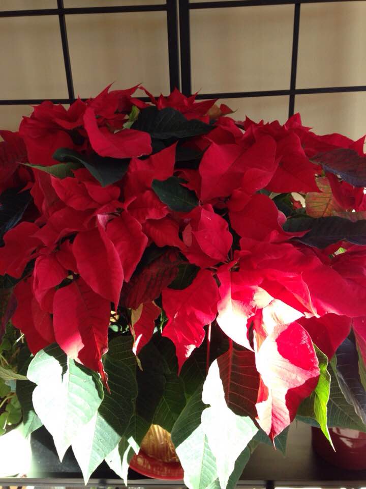 poinsettia17