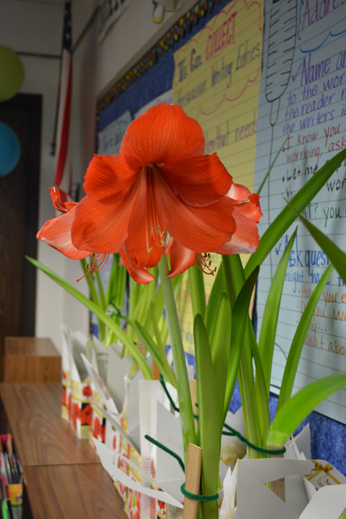 Flower of the Day – Amaryllis:                Cee’s Photo&nbsp;Challenge