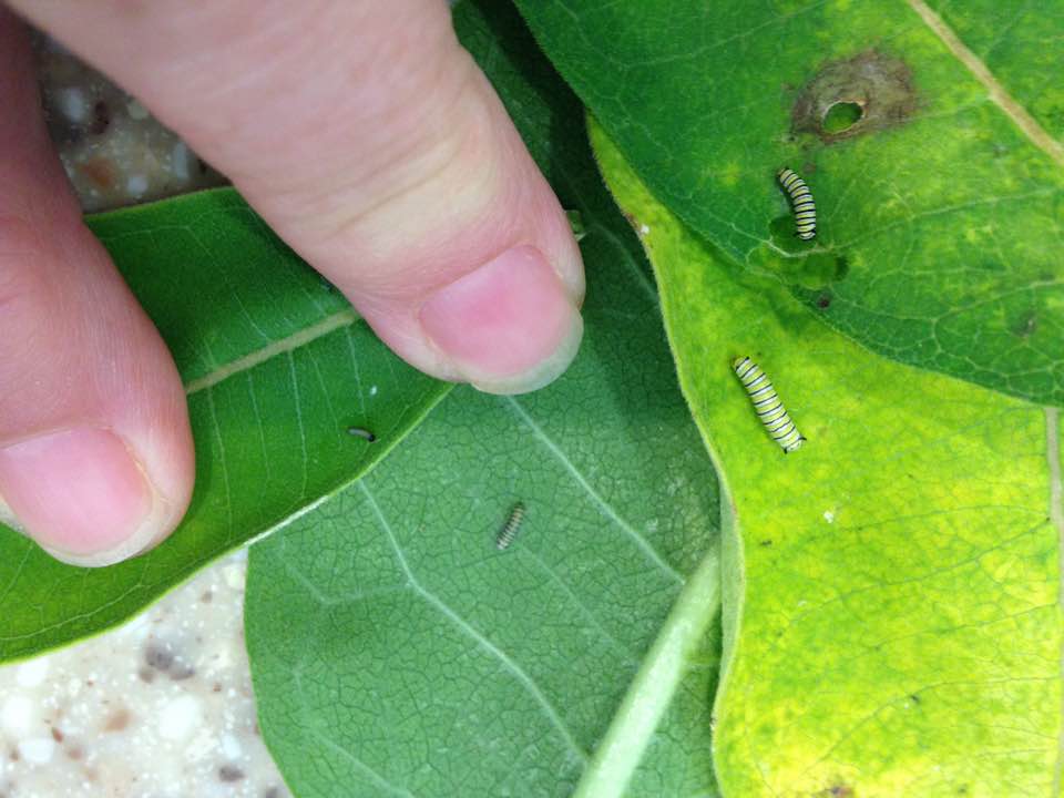 four tiny larvae 2017