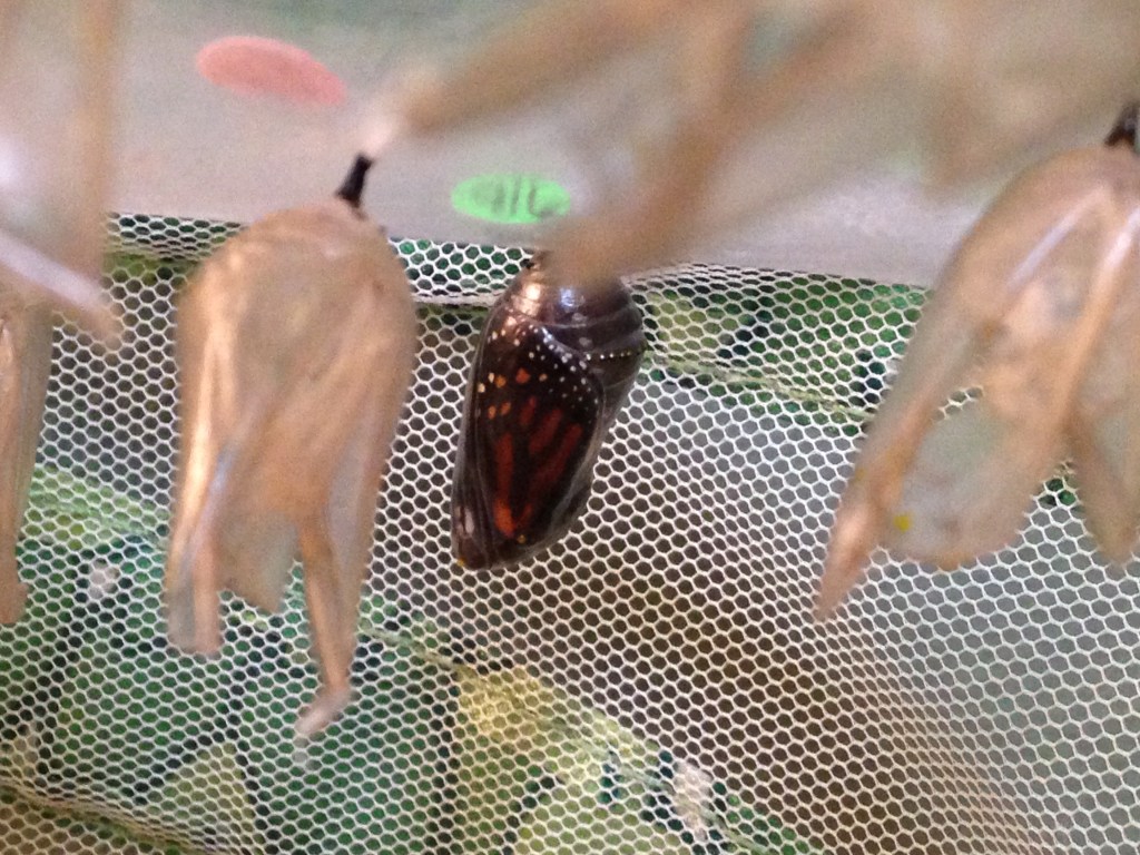 WordPress Weekly Photo Challenge: Variations on a Theme, The&nbsp;Chrysalis