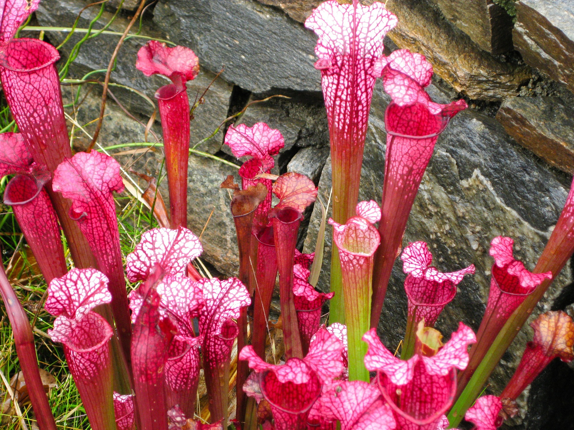 pixabaypitcher-plant-300535_1920