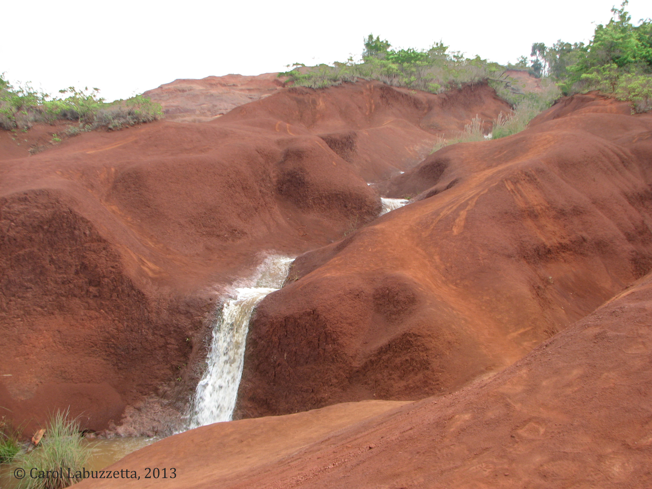wmreddirtkauai3312402