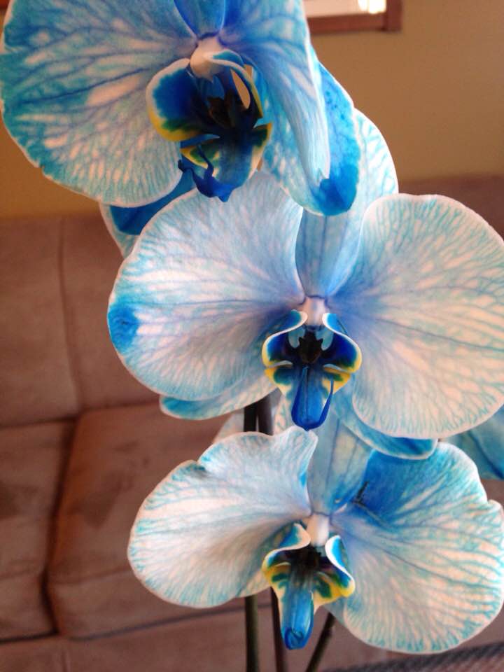 Silent Sunday: Orchids&nbsp;Blooming