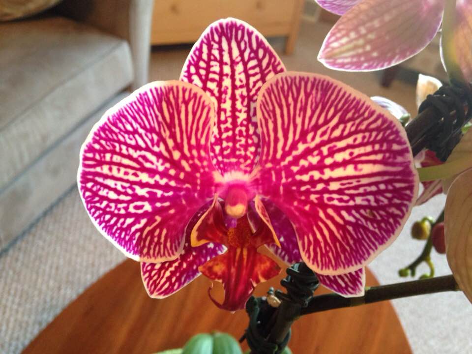 28166979_1585018228202805_7564516214327802992_n