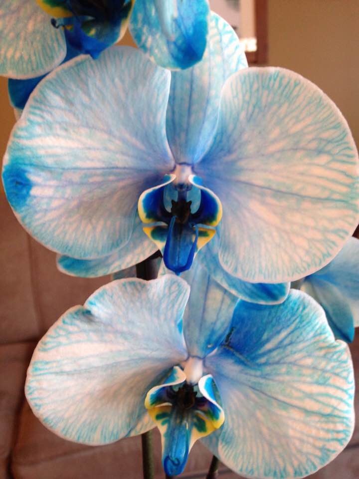 28168488_1585022158202412_6716167962329844972_n