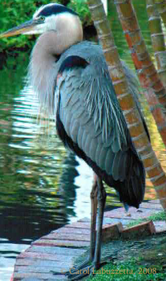 GreatBlueHeron08