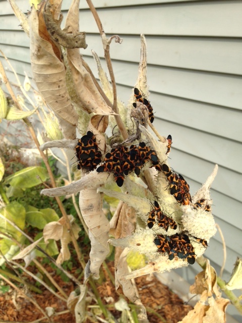 milkweedbeetles copy