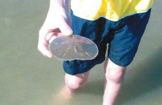 sanddollarftmyersbeach02