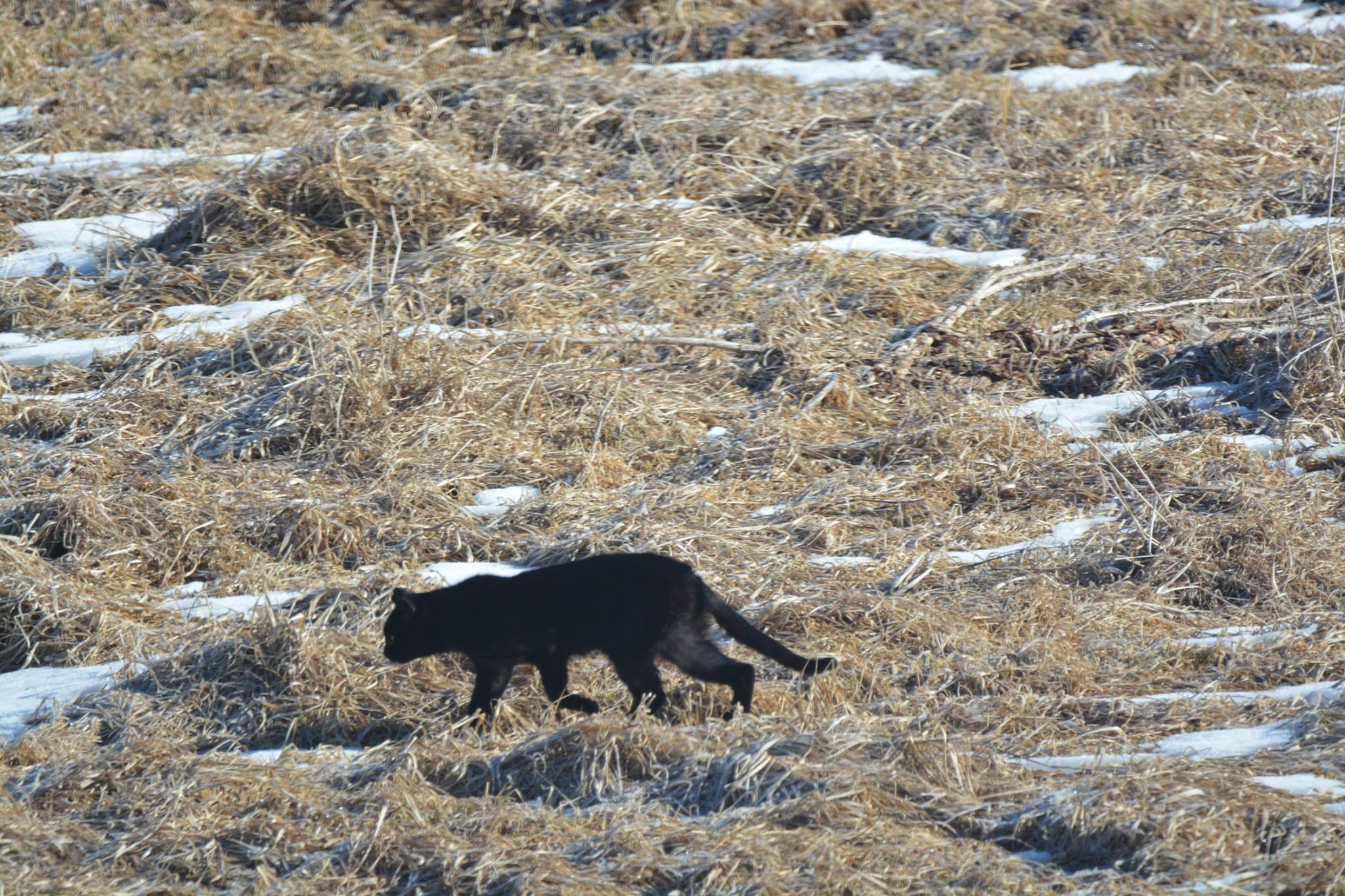 CougarintheCoulee3