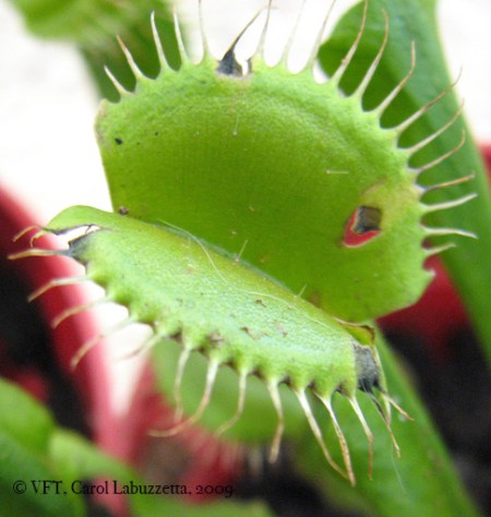 wmvenusflytrap2-copy