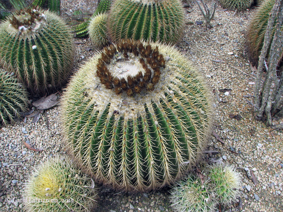 barrelcactussandiegozoowm