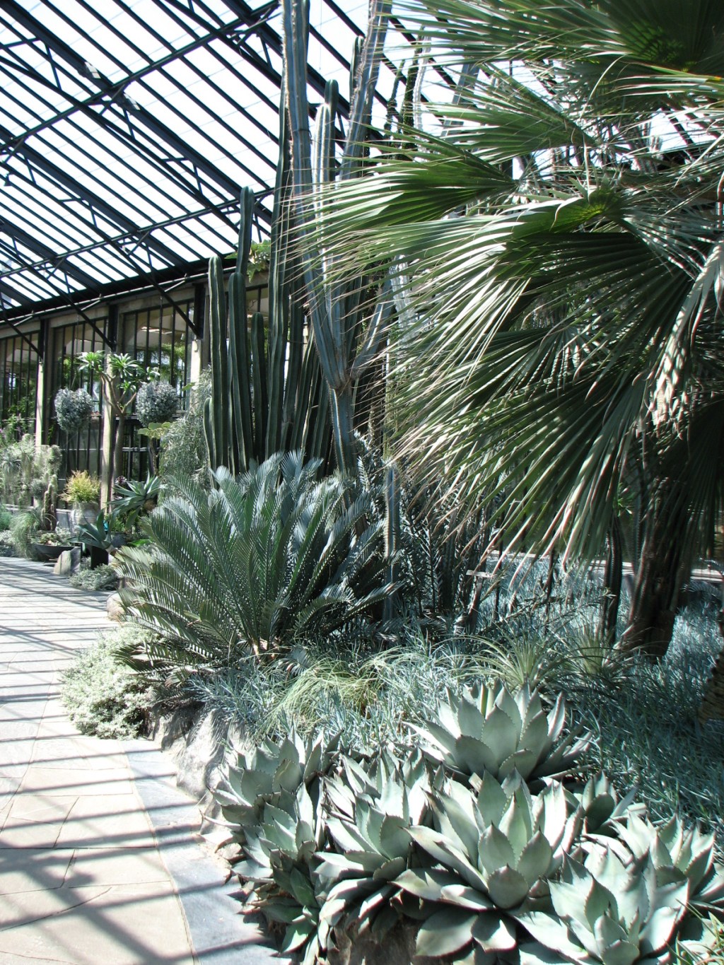 Silent Sunday: Some&nbsp;Cactus