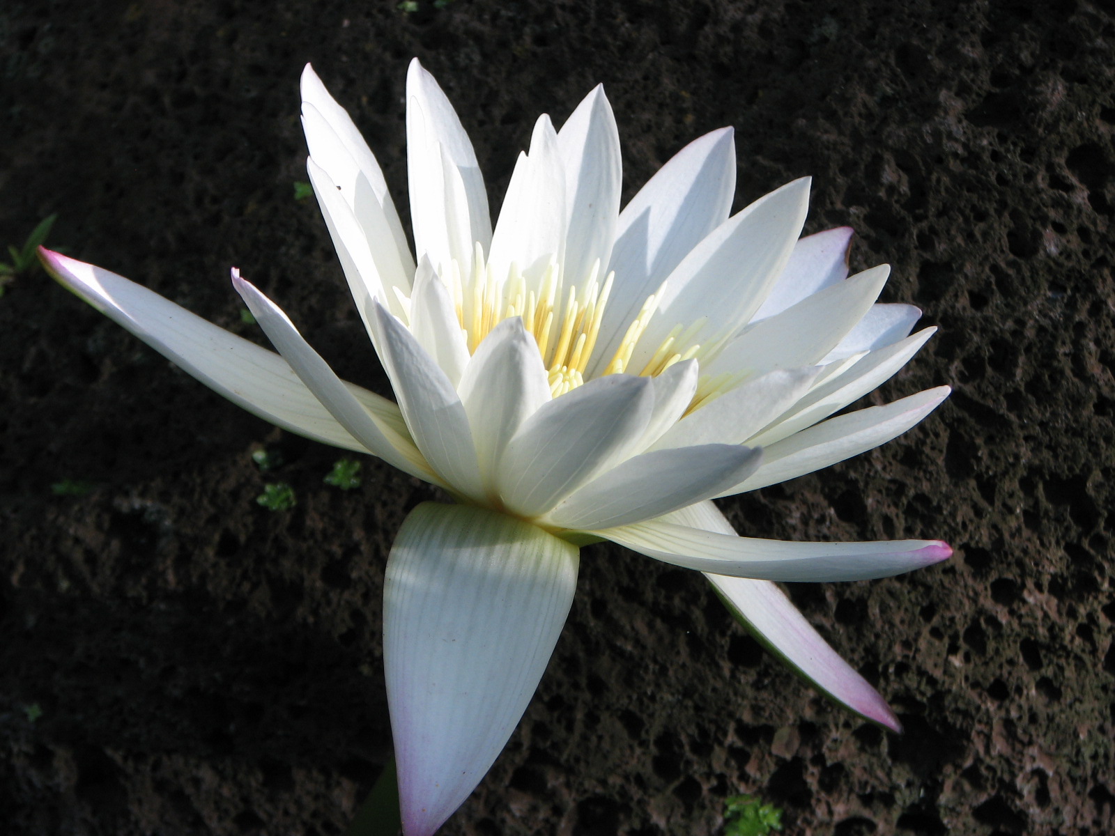 lily on lava Mauai 2010