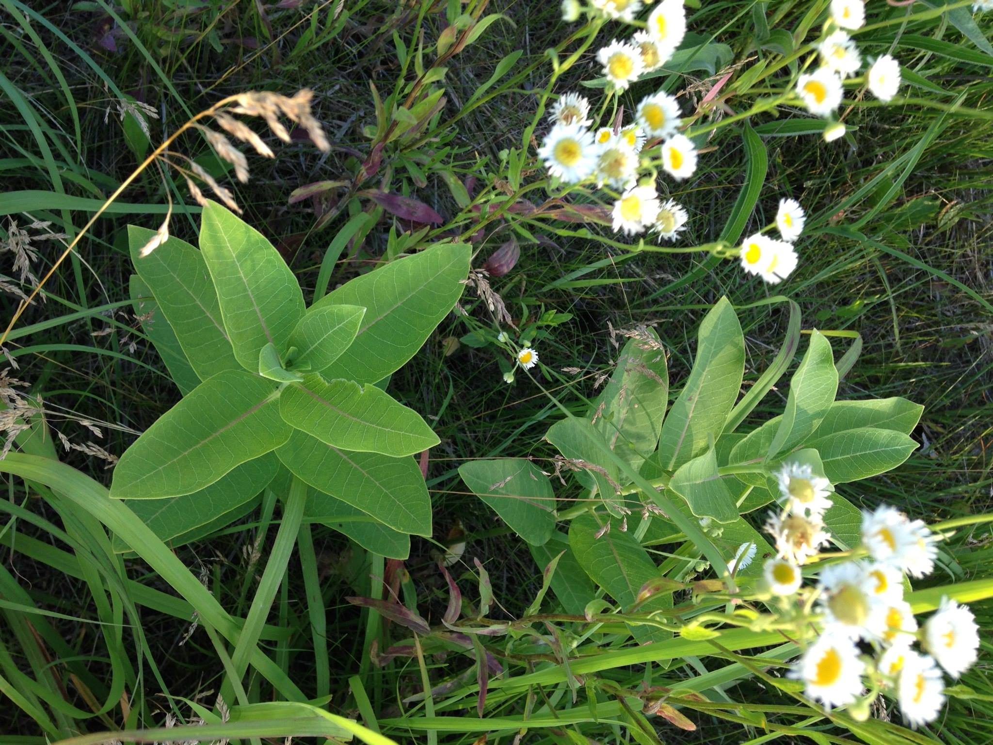 milkweedgermination at PV 2016