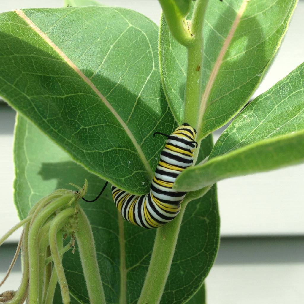 Word Press Weekly Photo Challenge:&nbsp;Lines