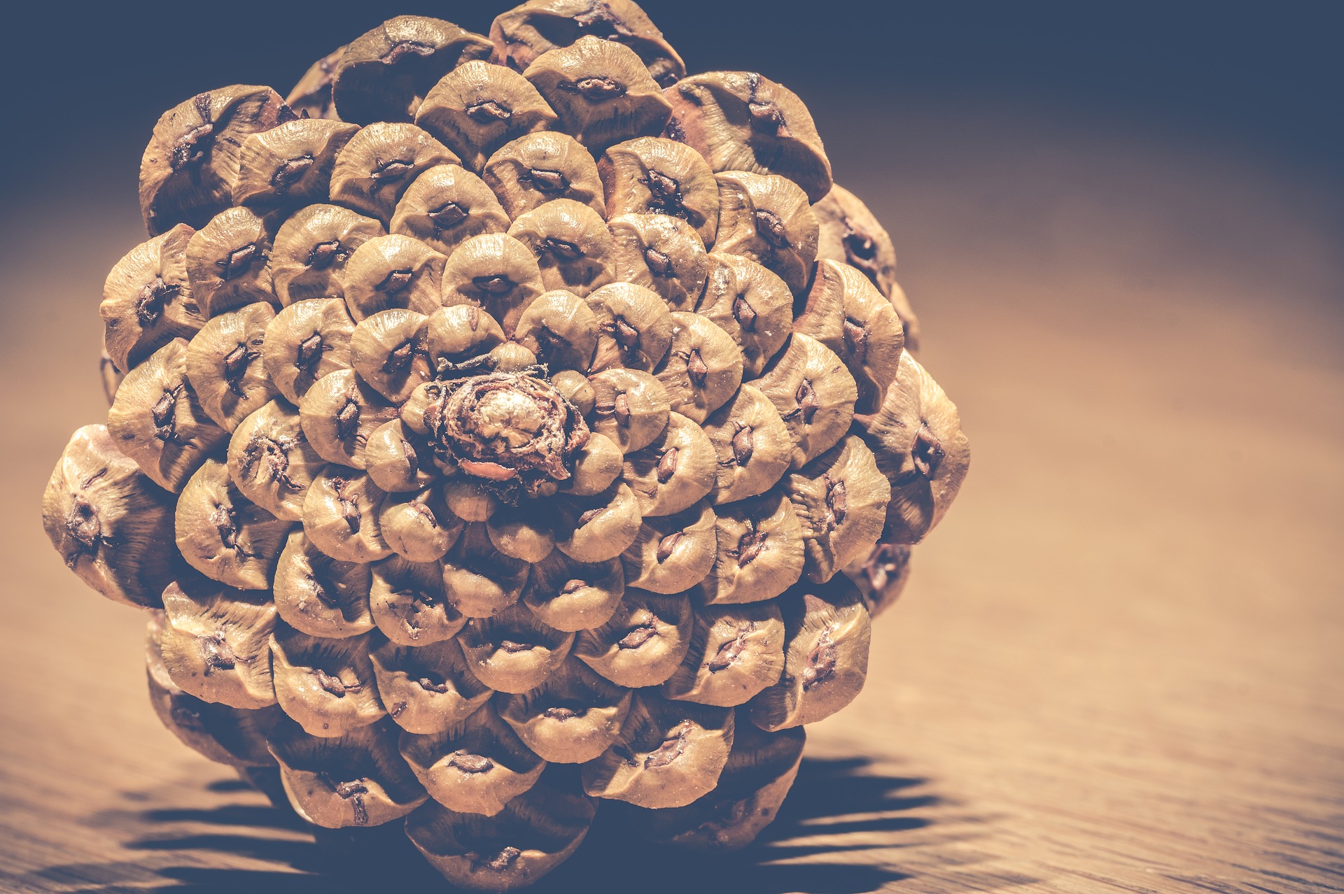 pinecones-3026691_1920