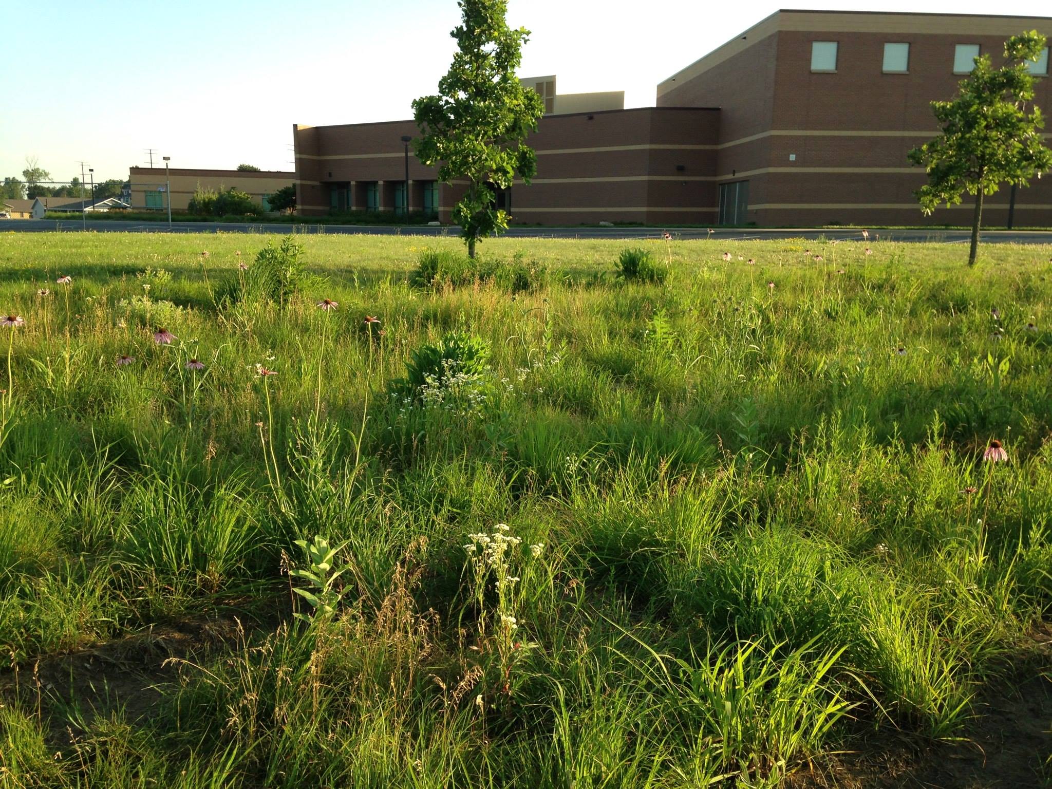 prairieview milkweed
