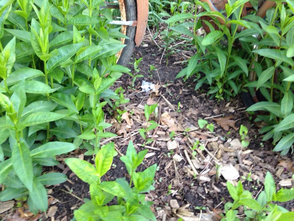 Milkweed germinating Spring 2018