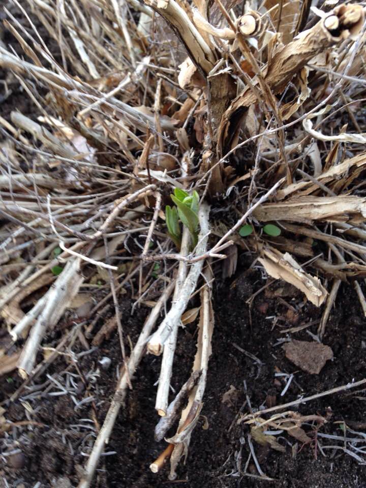 Common Milkweed Spring 2018