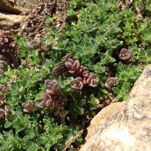 Tears in the&nbsp;Garden