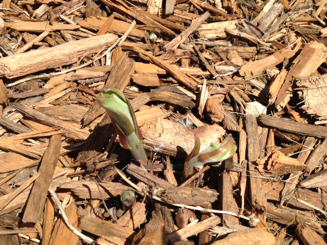 Common MIlkweed Sprouting in Home Monarch Habitat