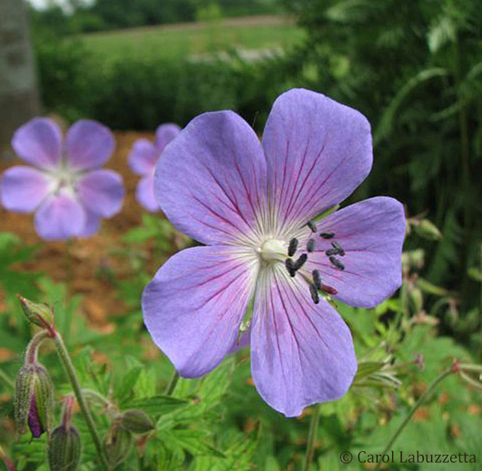 Photo Blog Challenge from Cee’s Photography: Flower of the Day for May 3rd,&nbsp;Geranium