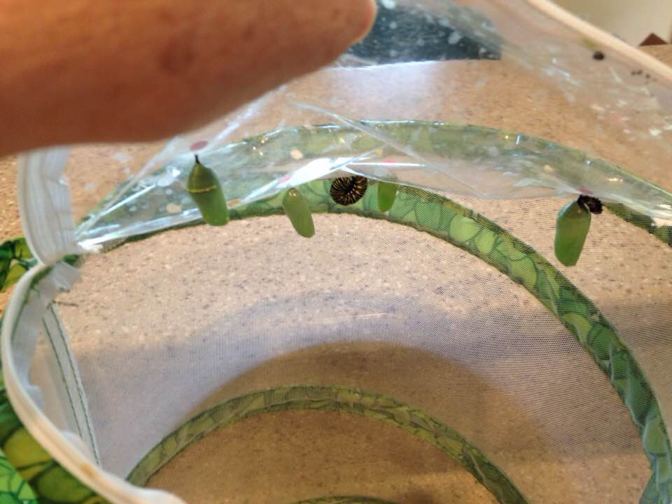 35439696_1698297316874895_4767107987082838016_n