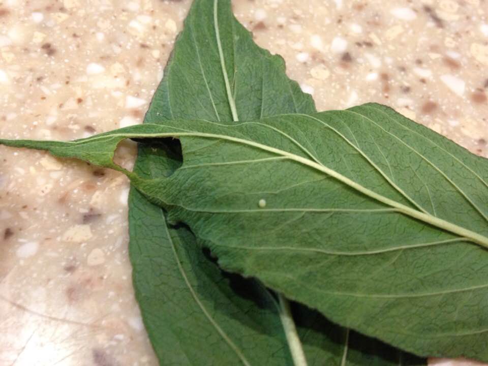 35464000_1698293593541934_7890590904052875264_n