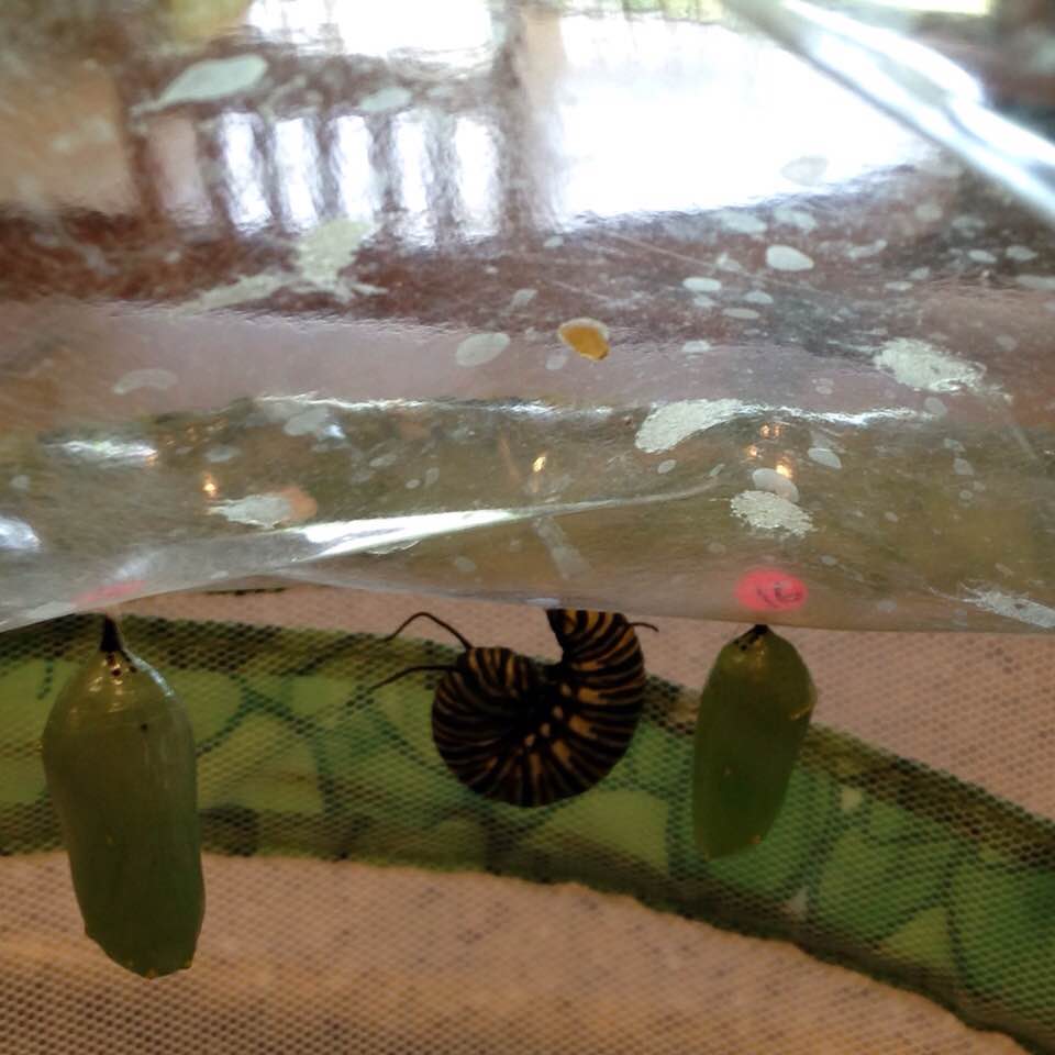 35472389_1698297323541561_4766877660871655424_n (1)