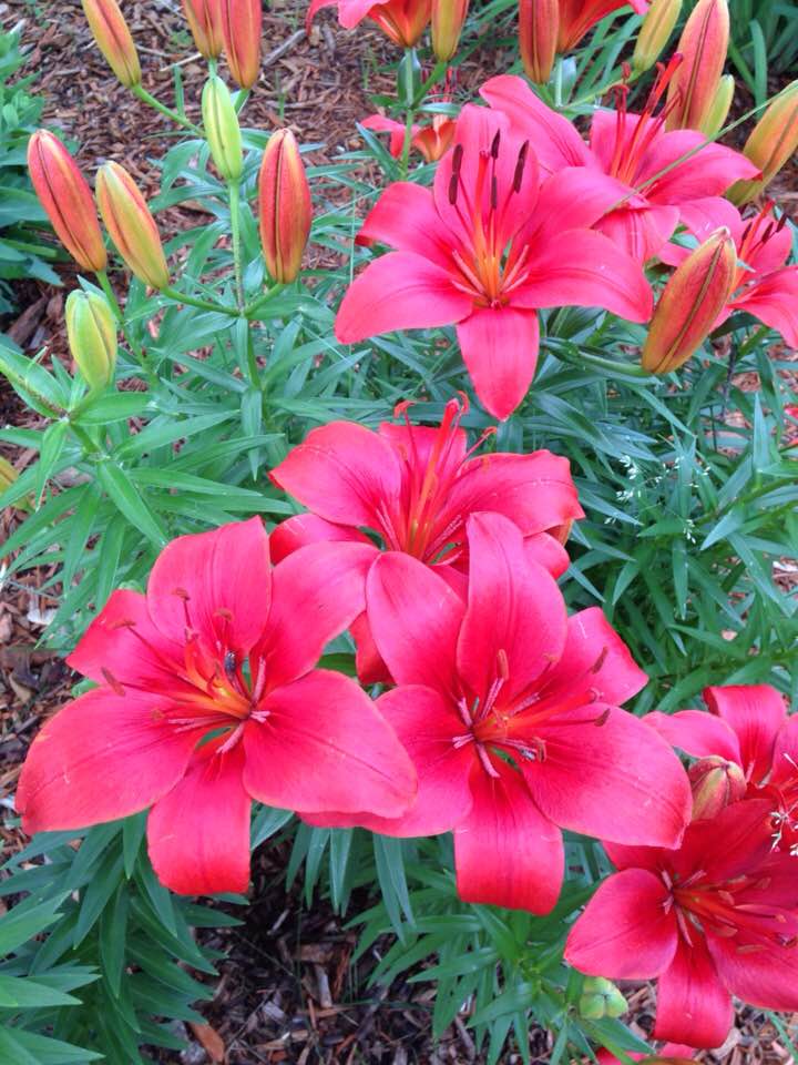 Slice of Life Tuesday: What Brings Me&nbsp;Joy