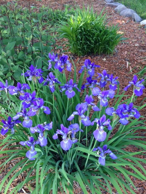 Poetry Friday: My&nbsp;Gardens