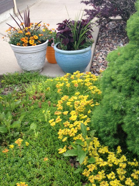 Silent Sunday: In My Gardens This Week, June 10th,&nbsp;2018.