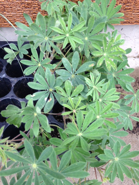 tray of lupine