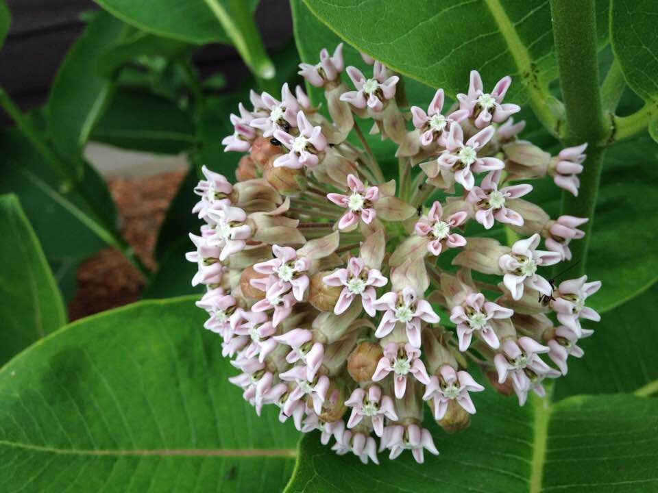 Quick Monarch Update&nbsp;#2