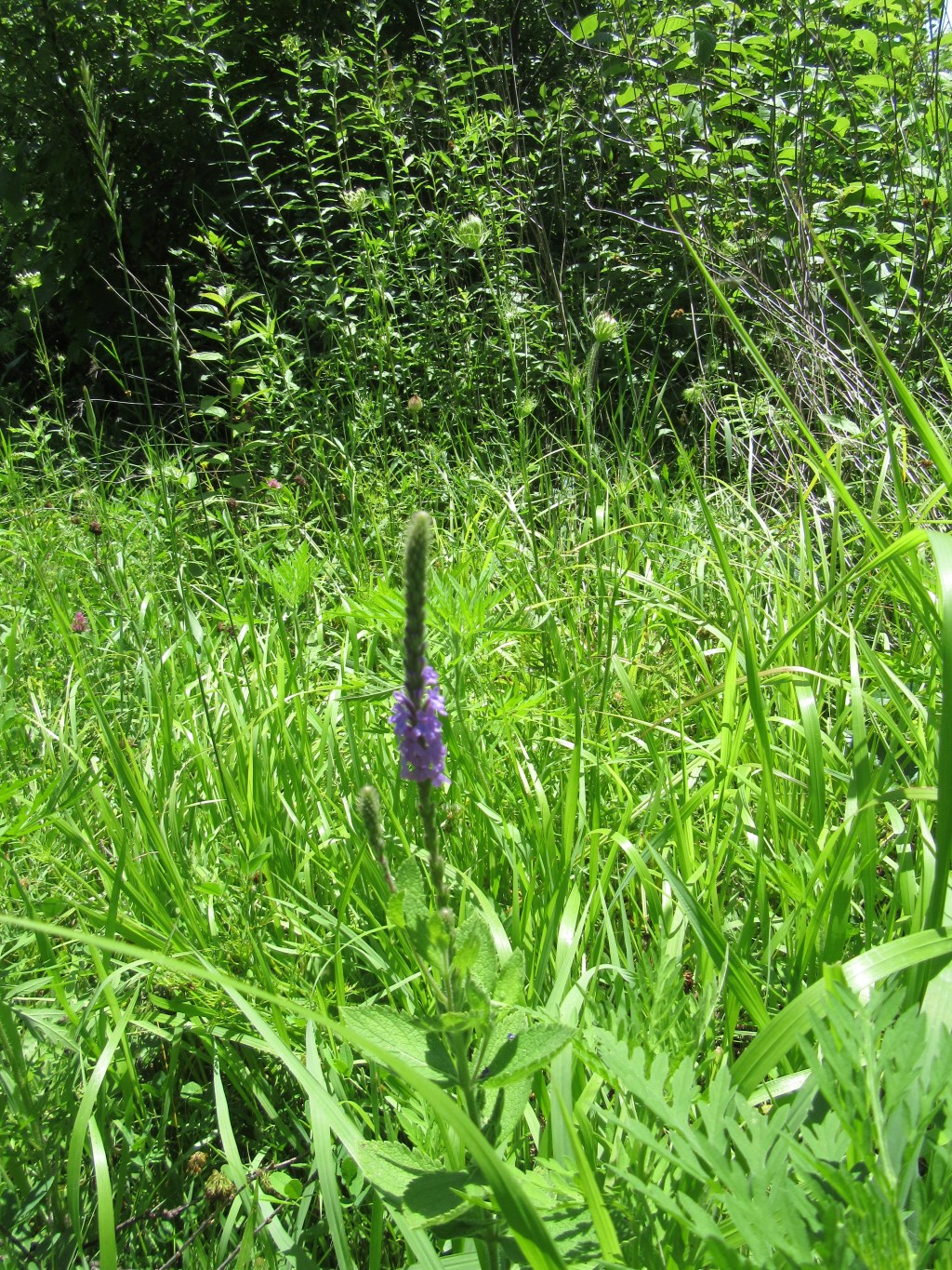 Silent Sunday: Midwest Hiking&nbsp;Scenes