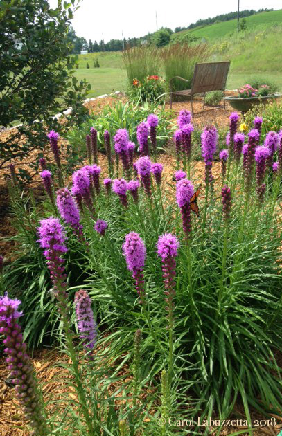 Liatris2018